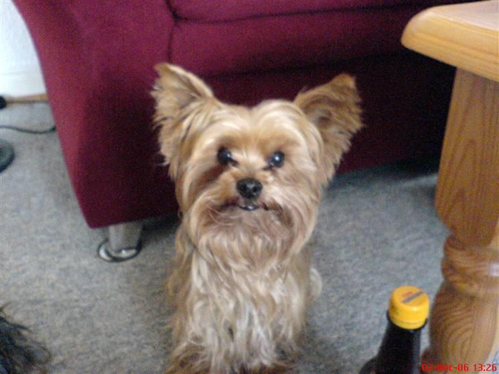 Yorkshire terrier Krümmel !!død!! - han sidder bare der...er det ikke såååååå søøøød <3 billede 1