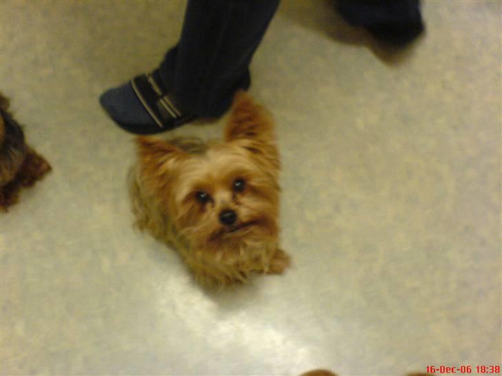 Yorkshire terrier Krümmel !!død!! - med en rigtig flot fod hehe X´D billede 2