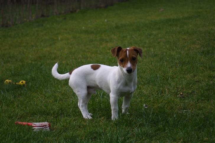 Jack russell terrier Valdemar-Valde blandt ven - 20 uger billede 8