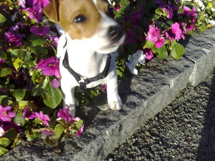 Jack russell terrier Valdemar-Valde blandt ven - raserede lige et blomserbed hos naboen billede 9