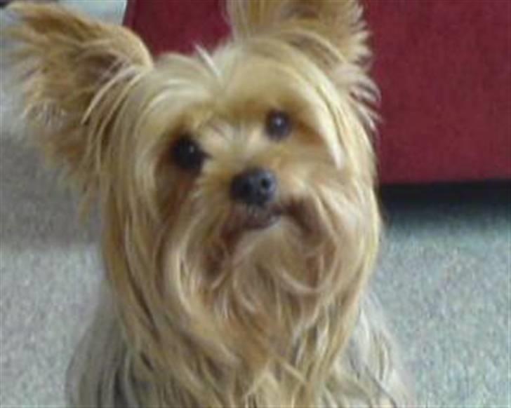 Yorkshire terrier Krümmel !!død!! - JEG ELSKER DIG SKAAAAAAAAAAAAAT <3 billede 3