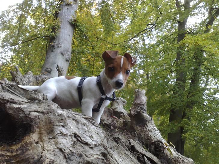 Jack russell terrier Valdemar-Valde blandt ven - harreskoven 13 uger billede 10