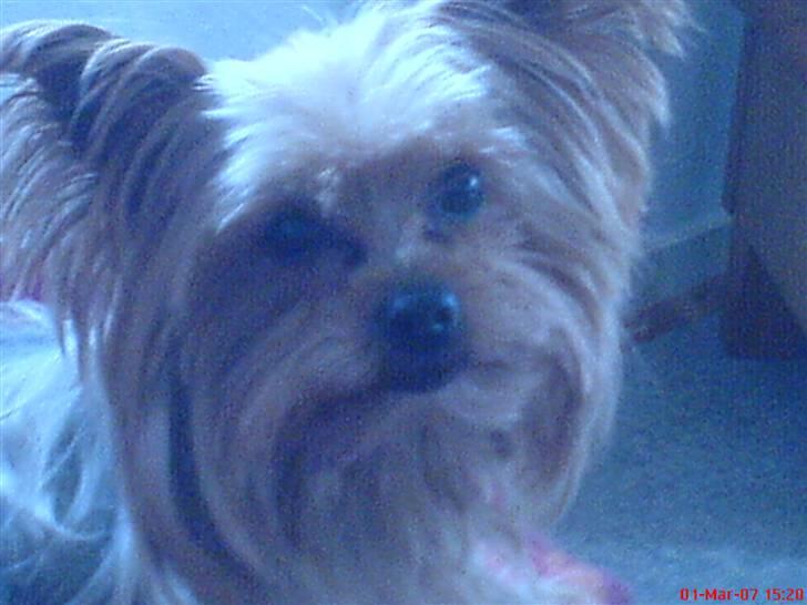 Yorkshire terrier Krümmel !!død!! - DEN ER OGSÅ MEGET SØD... billede 4