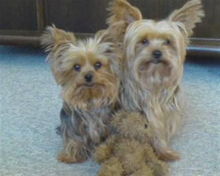 Yorkshire terrier Krümmel !!død!! - det er bare så sød...den anden hund er tabsi hans kone hehe billede 5