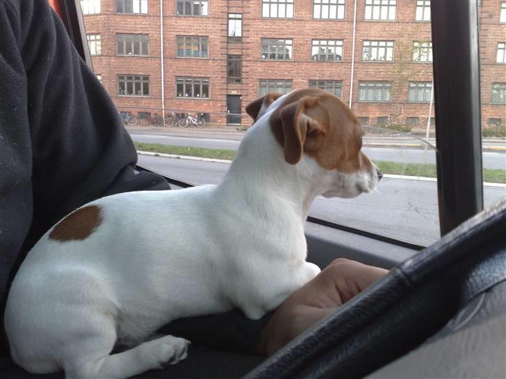 Jack russell terrier Valdemar-Valde blandt ven - jeg er nu 16 uger og er kommet med min far på arbejde i flyttebilen... billede 11