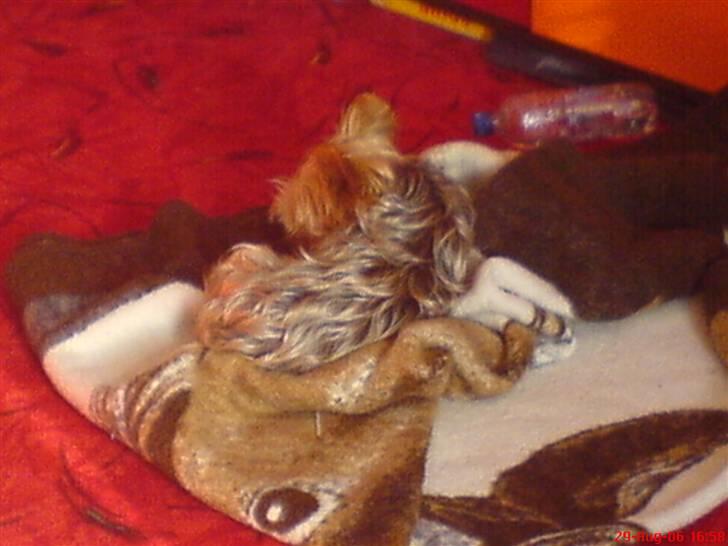 Yorkshire terrier Krümmel !!død!! - der er han igen han kan godt lide at sove ;) billede 6