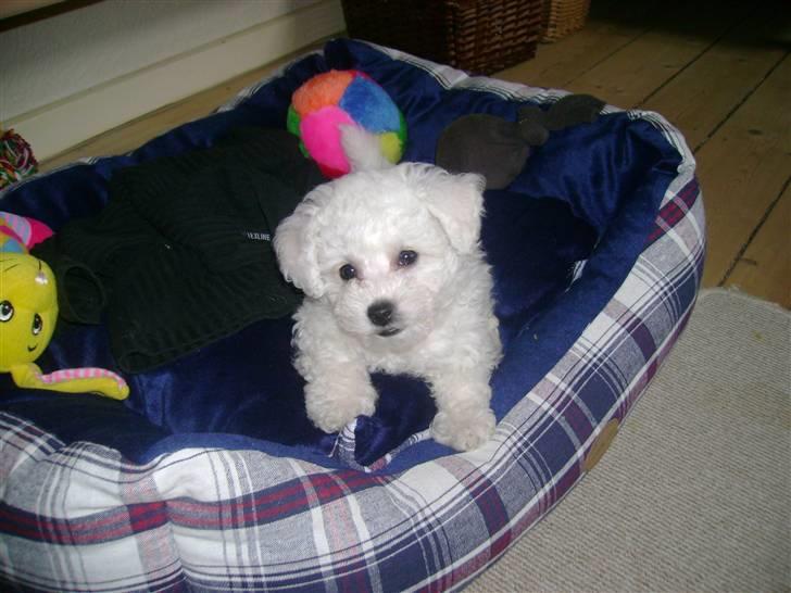 Bichon à poil frisé Lucy stars White Nimbus - her er jeg-11 uger på mandag billede 2