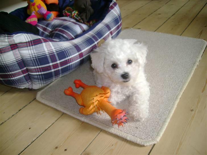 Bichon à poil frisé Lucy stars White Nimbus - her er min gås billede 3