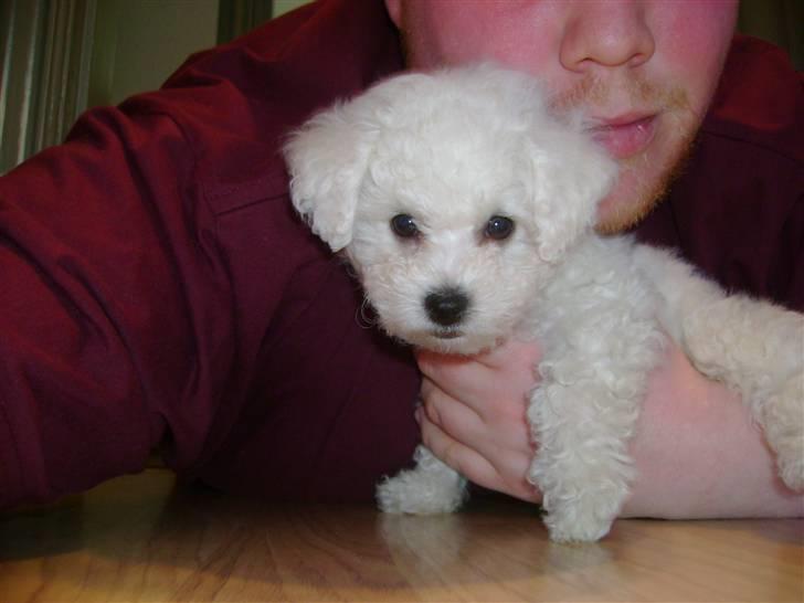 Bichon à poil frisé Lucy stars White Nimbus - med min storebror billede 4