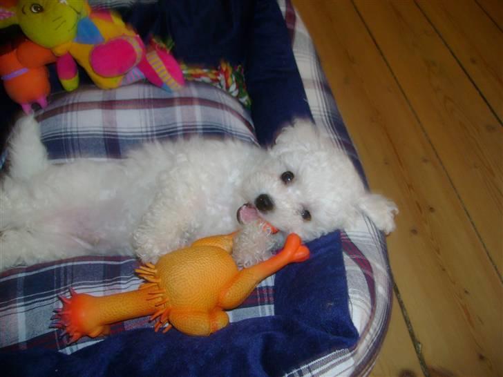 Bichon à poil frisé Lucy stars White Nimbus - lige gjort istand billede 5