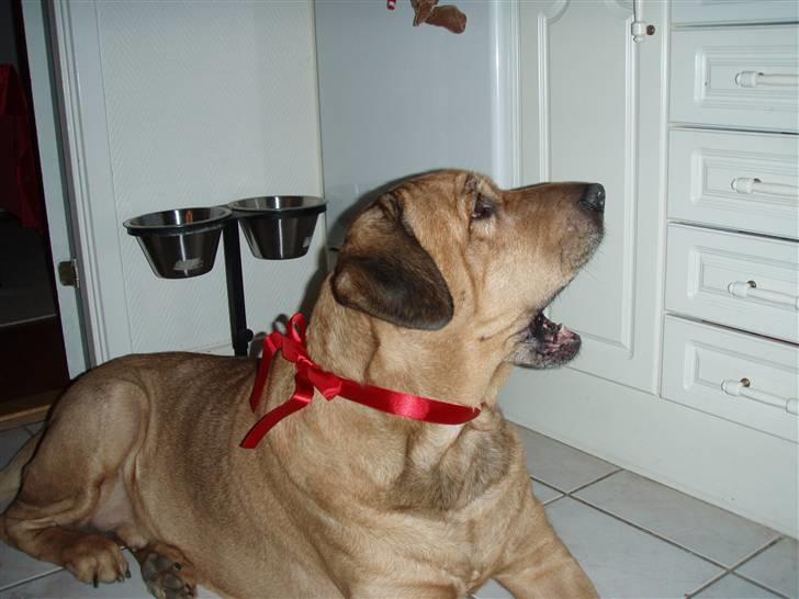 Broholmer Rollo - Juleaften 2006 billede 12