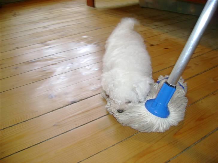 Bichon à poil frisé Lucy stars White Nimbus - jeg hjælper gerne billede 6