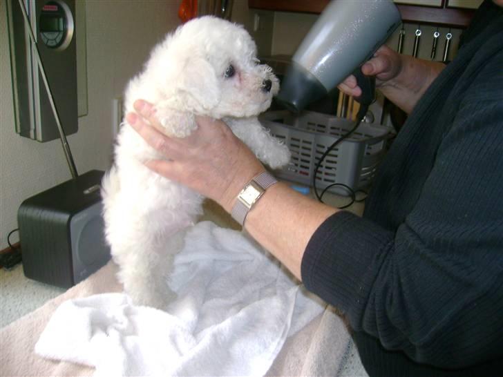 Bichon à poil frisé Lucy stars White Nimbus - morgentoilette billede 7