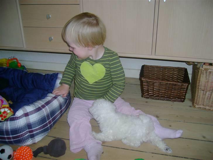 Bichon à poil frisé Lucy stars White Nimbus - her møder jeg Frederikke for 1. gang- hun er sød billede 8