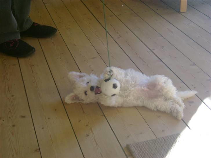 Bichon à poil frisé Lucy stars White Nimbus - ih hvor det går billede 9