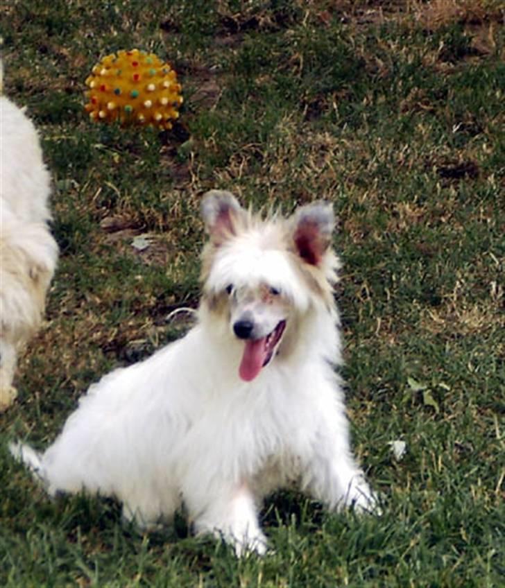 Chinese crested hårløs Clare - Jeg er lige lidt forpustet billede 3