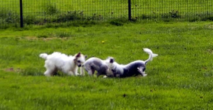 Chinese crested hårløs Clare - leader of the pack billede 4