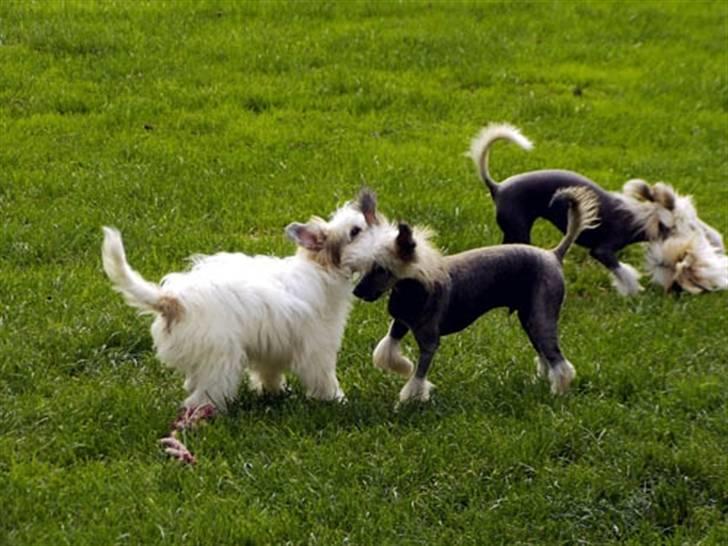 Chinese crested hårløs Clare - Leg er altid godt billede 5