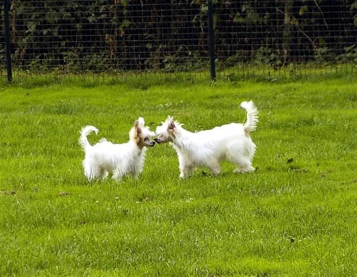 Chinese crested hårløs Clare - Clare og Cendrillion leger - Clare til højre billede 6