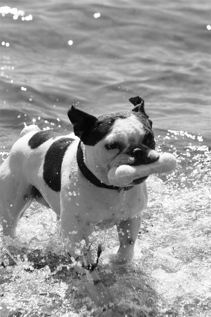 Fransk bulldog nicco billede 8