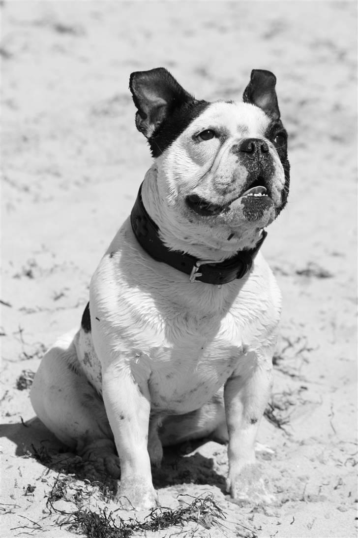 Fransk bulldog nicco - er jeg ikk dejlig?? billede 9