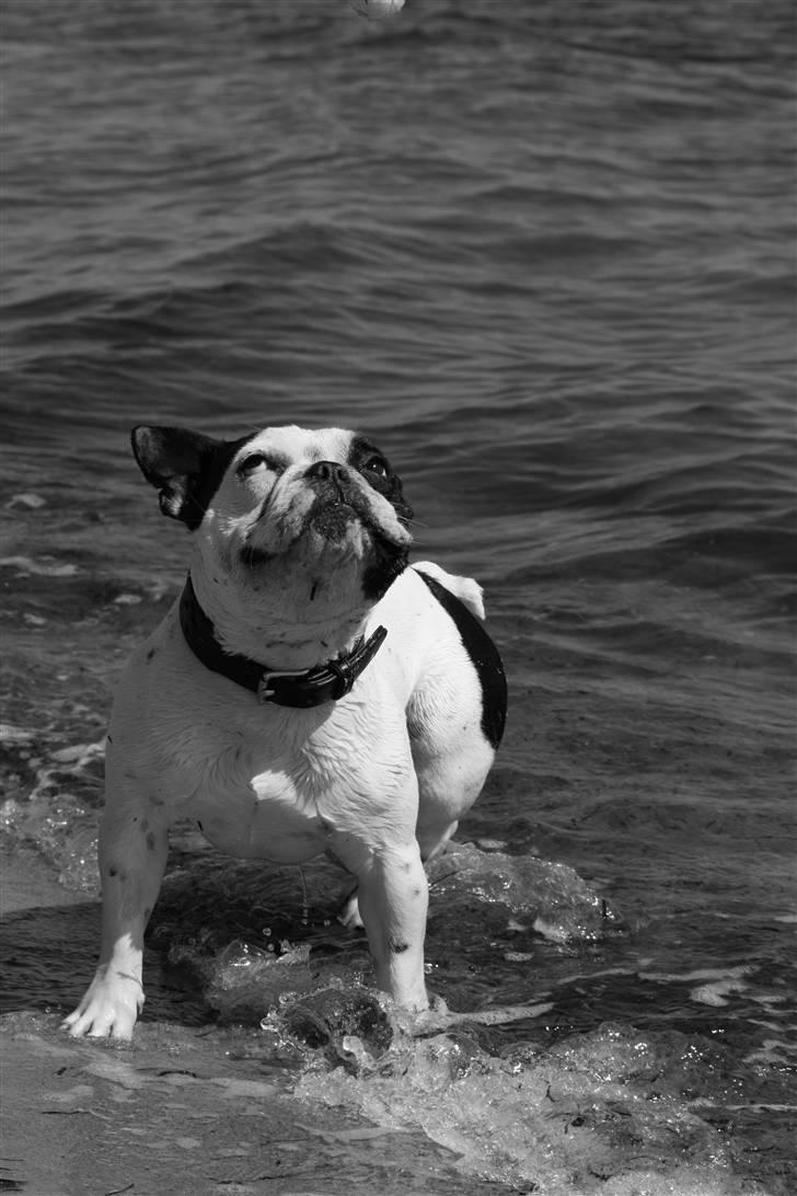 Fransk bulldog nicco - se hvor flot jeg ka stå mor billede 10