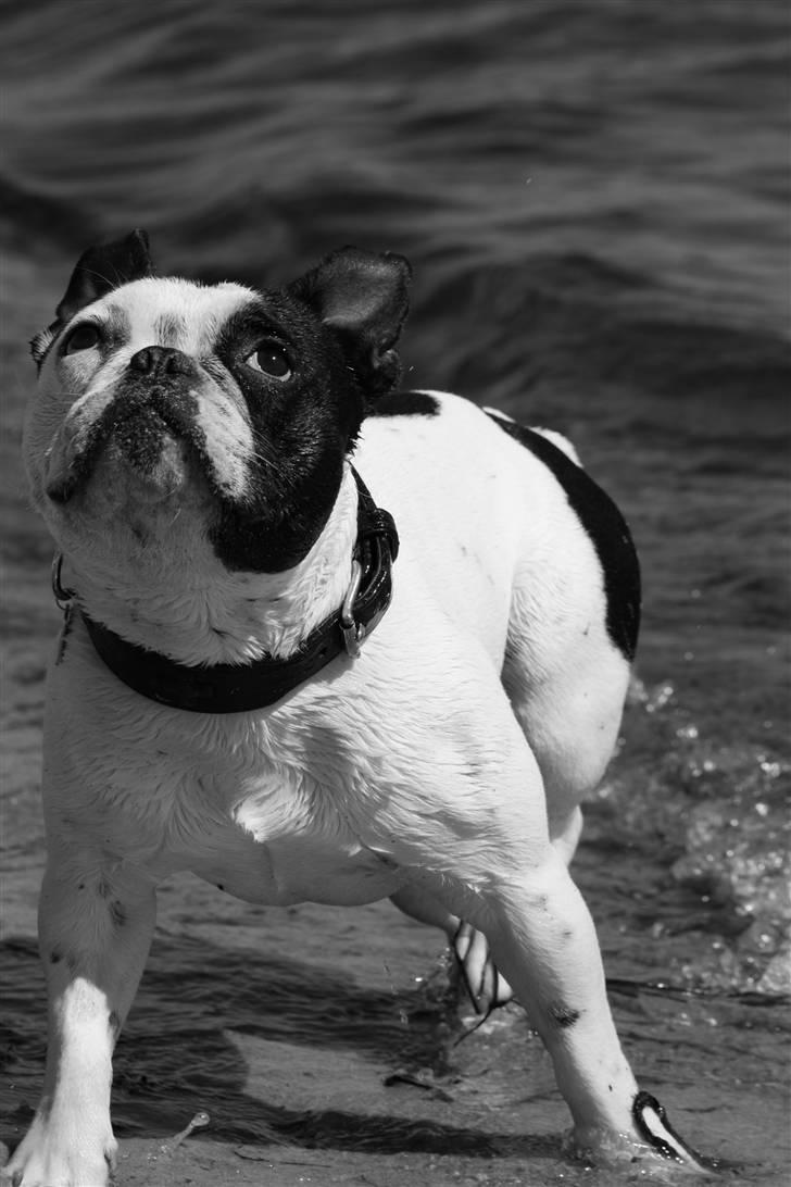 Fransk bulldog nicco billede 11