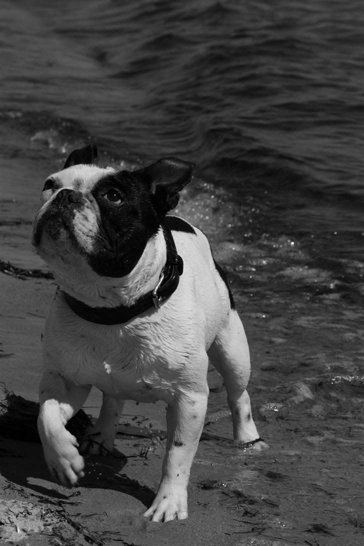 Fransk bulldog nicco billede 12