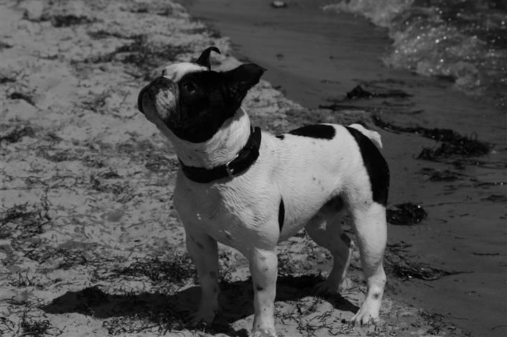 Fransk bulldog nicco billede 13