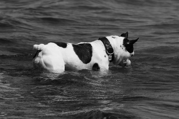 Fransk bulldog nicco billede 14