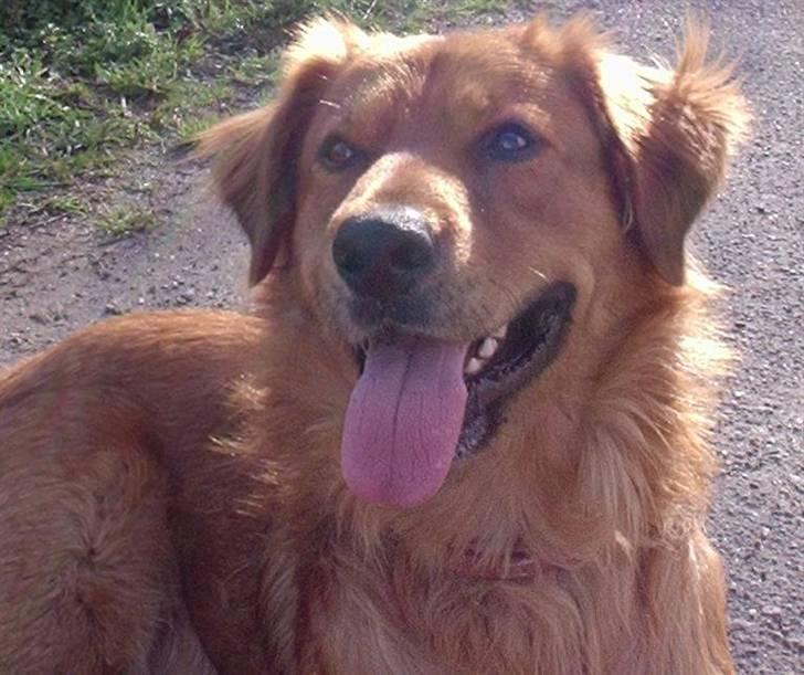 Blanding af racer Pjuske - Im beautiful in the sun ;) billede 1