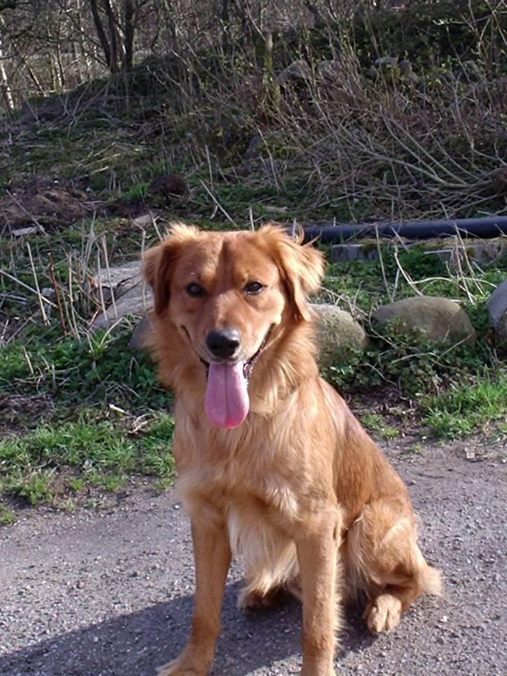 Blanding af racer Pjuske - Im so beatutiful billede 2