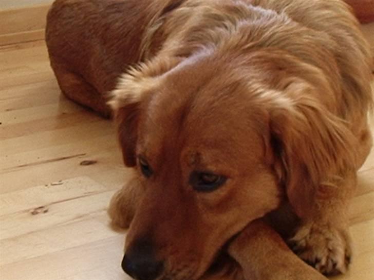 Blanding af racer Pjuske - Jeg keder mig billede 3