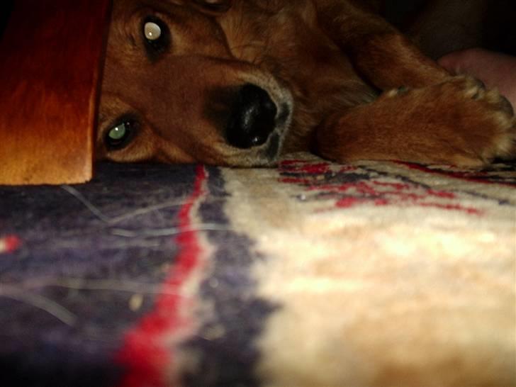 Blanding af racer Pjuske - The lion Relaxes billede 4