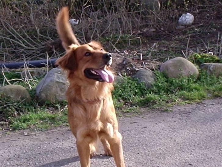 Blanding af racer Pjuske - Total fokuseret på bolden hehe billede 5