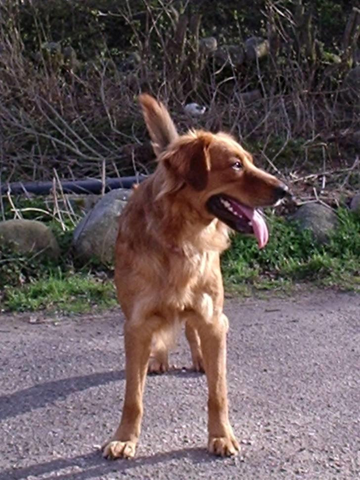 Blanding af racer Pjuske - Kommer der nogle billede 6