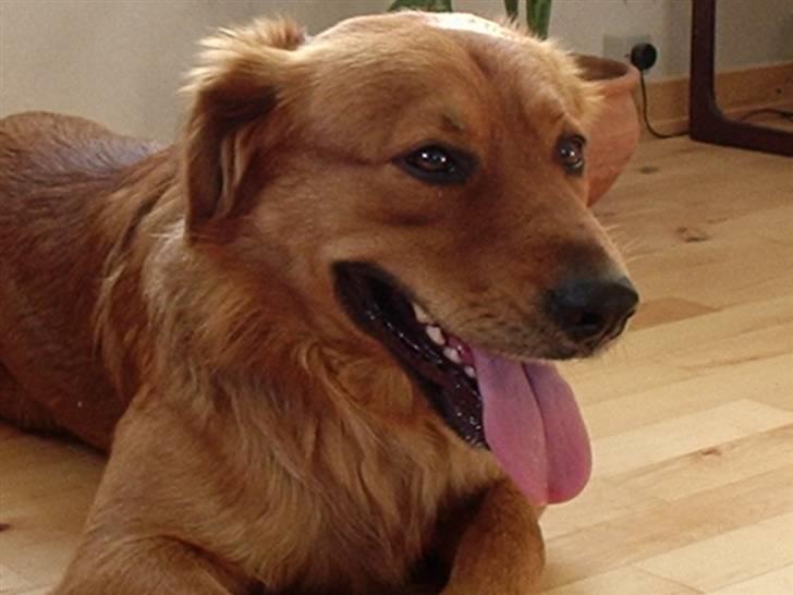 Blanding af racer Pjuske - det var hårdt og spille bold billede 7