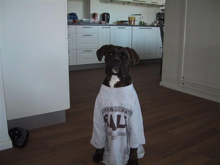 Boxer lovis  - Ja så er jeg igen midtpunkt,,, så er alt som det plejer billede 1