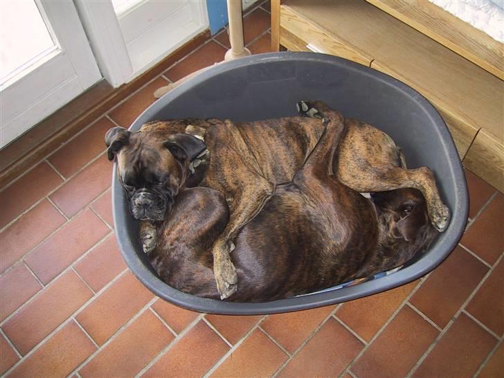 Boxer lovis  - Freja og mig hygger "kluddermor"vi kan stadig være der billede 2