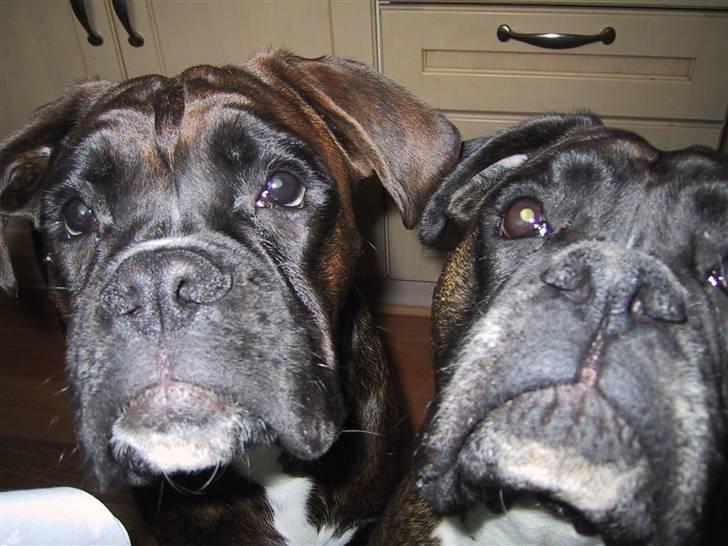 Boxer lovis  - åhh de skønne muler,, er vi ikke bare vidunderlige billede 3