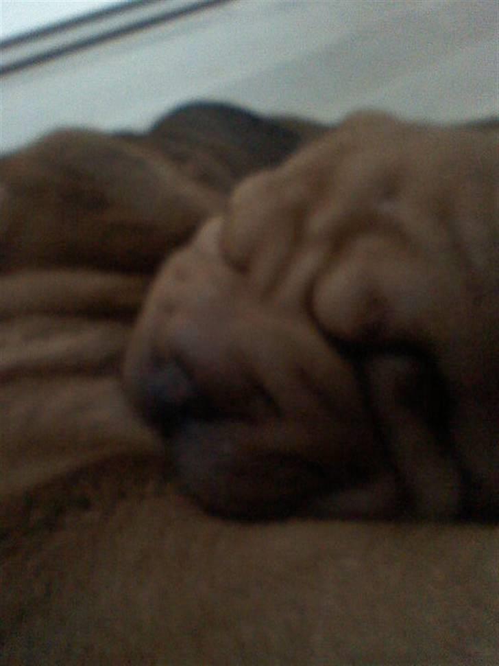 Shar pei Tulle - R.I.P.  billede 4