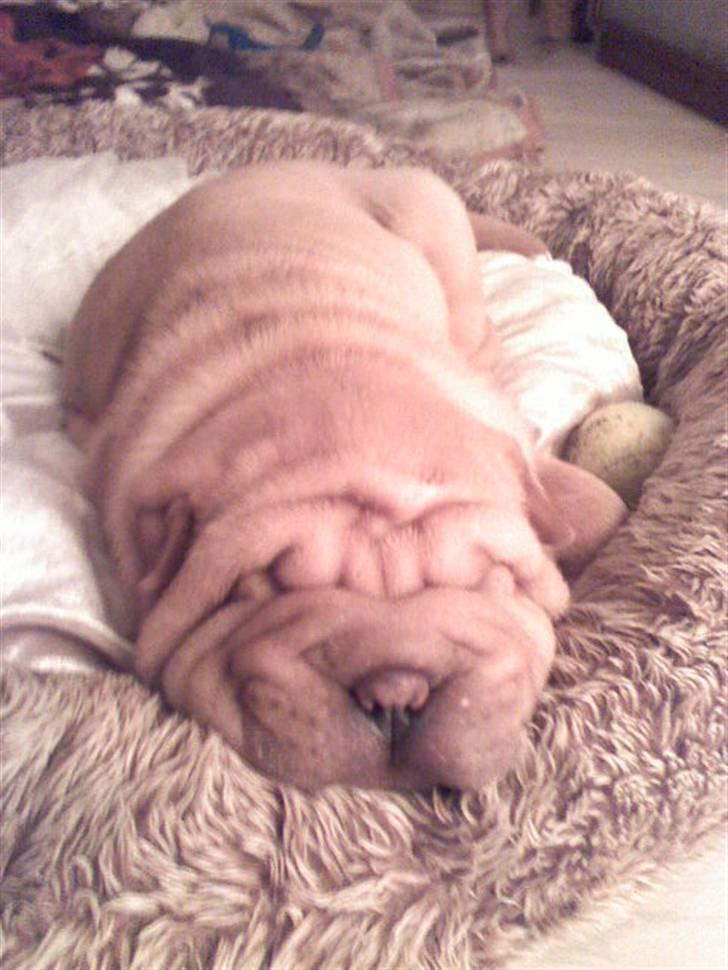 Shar pei Tulle - R.I.P.  billede 5