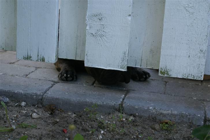 Fransk bulldog Sophus - hallooo....jeg er lige her.... billede 11