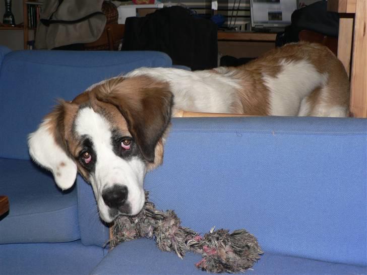 Sankt bernhardshund Fie - Sagde du at du ville lege billede 2