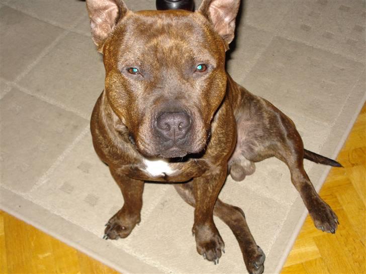 Staffordshire bull terrier "Zezar"   billede 17