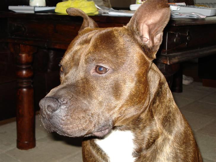 Staffordshire bull terrier "Zezar"   billede 18