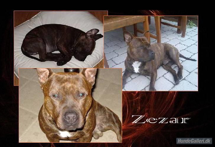 Staffordshire bull terrier "Zezar"   billede 19