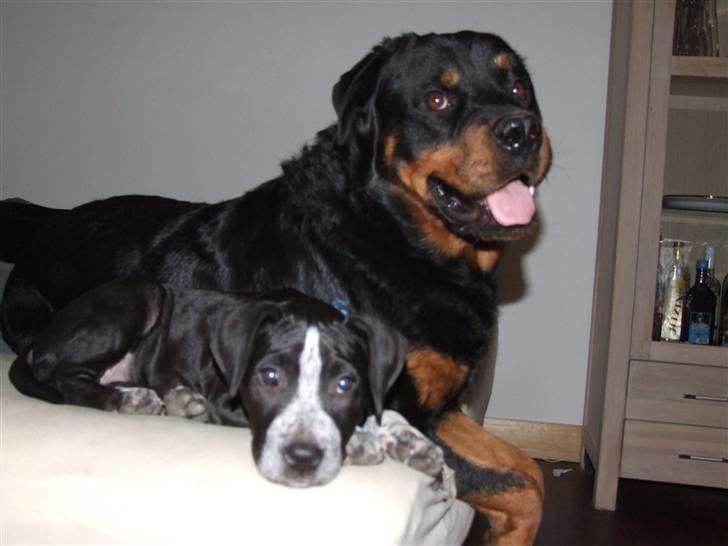 Rottweiler Tais billede 7