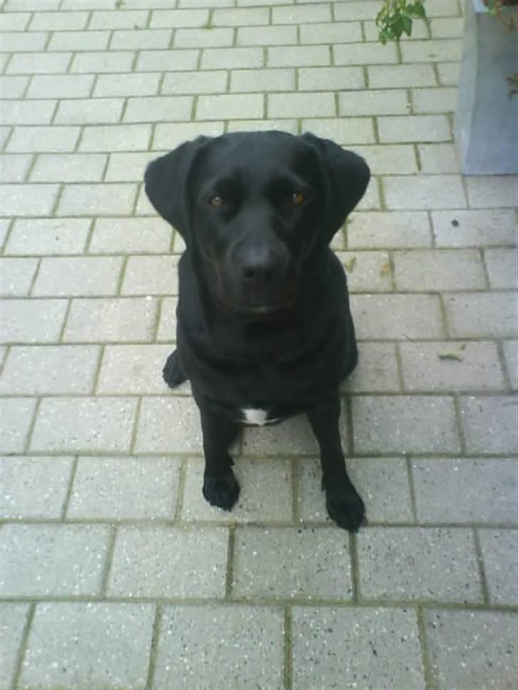 Labrador retriever mOlly  - minmoLLy $;  billede 1