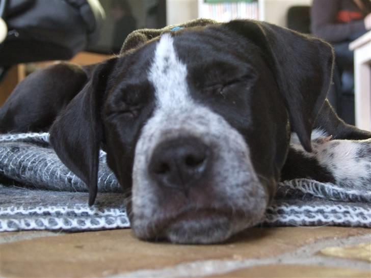 Blanding af racer Tascha - Der er ikke noget bedre end at ligge foran brændeovnen i sommerhuset efter en frisk tur på stranden. billede 8
